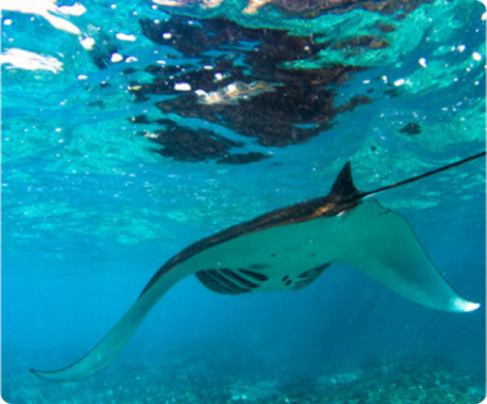Swim With Manta Ray 2