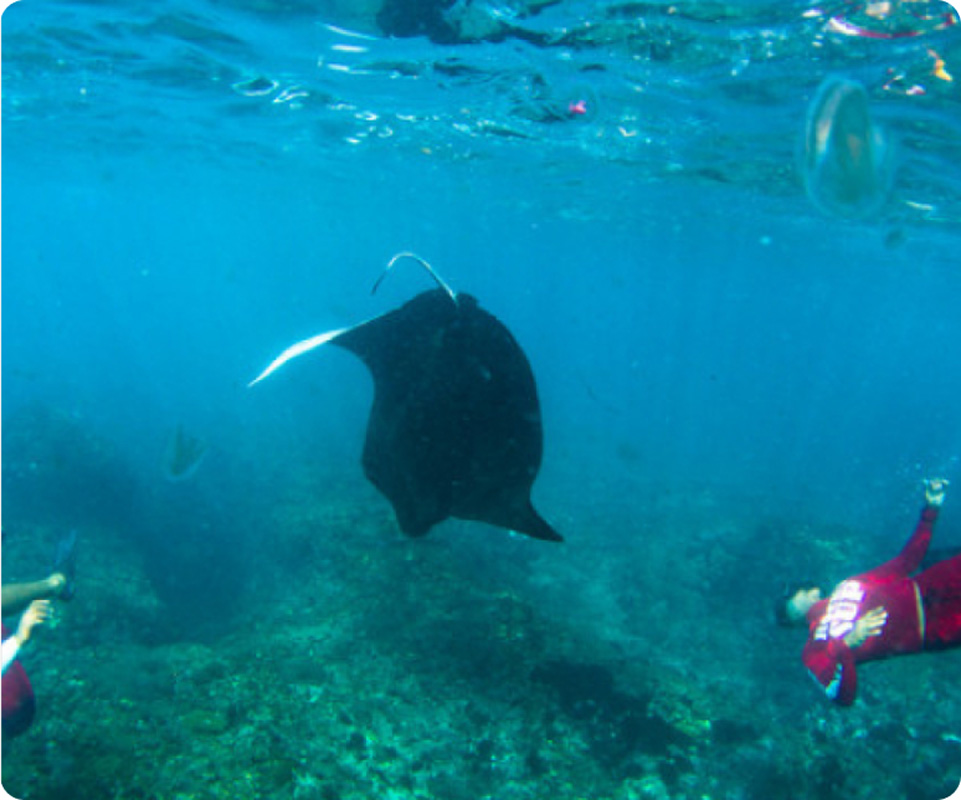 Swim With Manta Ray 4