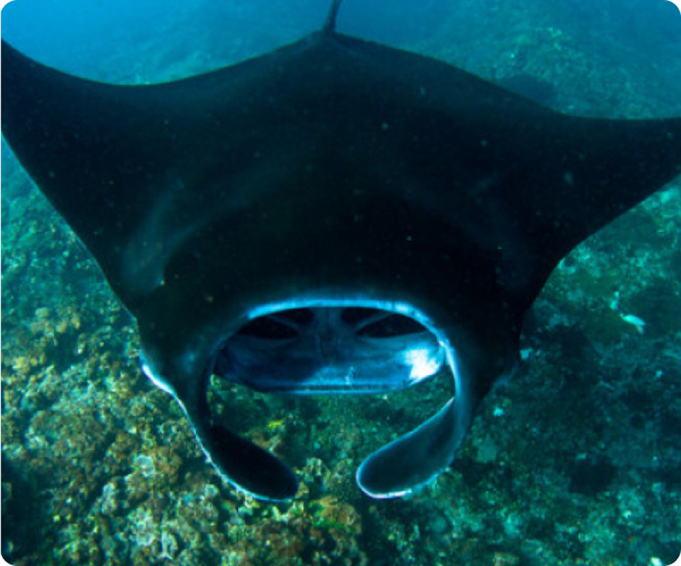 Swim With Manta Ray 5