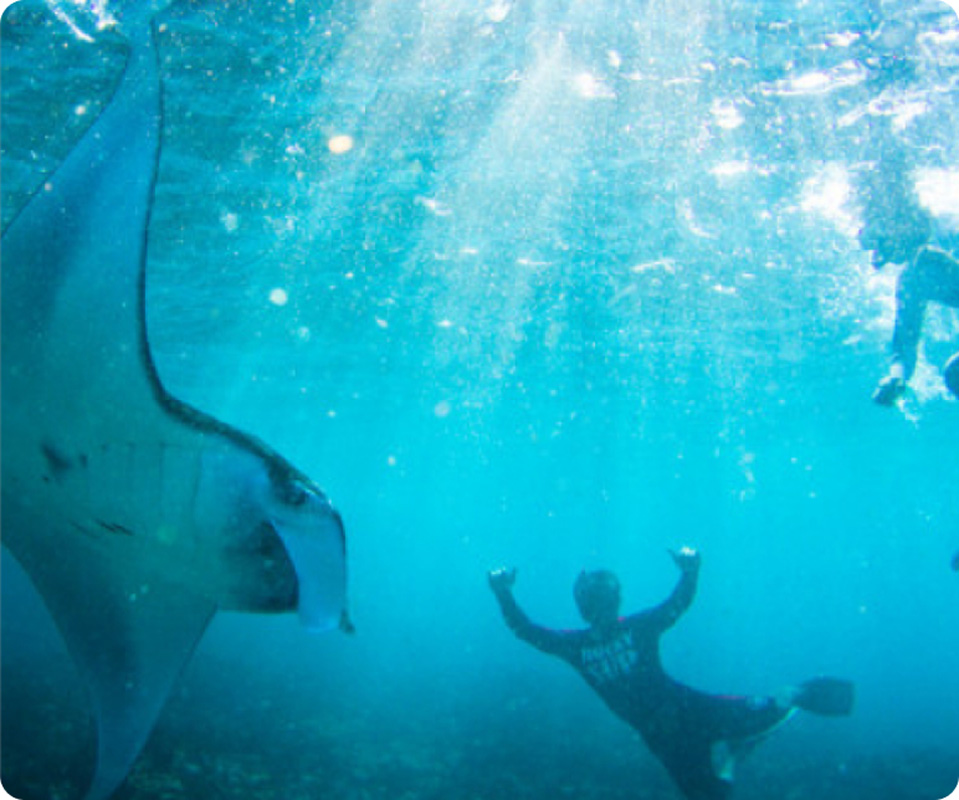 Swim With Manta Ray 6